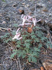 Dicentra uniflora