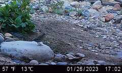 Setophaga coronata auduboni