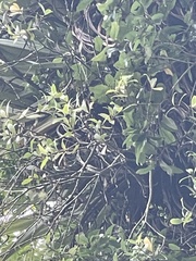 Pittosporum cornifolium