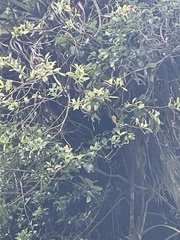 Pittosporum cornifolium