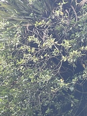 Pittosporum cornifolium