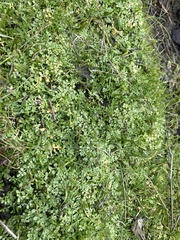 Limnanthes macounii