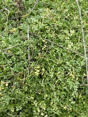 Limnanthes macounii