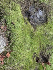 Limnanthes macounii