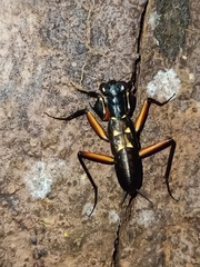 Metallyticus violaceus