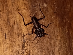 Metallyticus violaceus