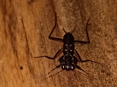 Metallyticus violaceus