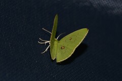 Comostola leucomerata