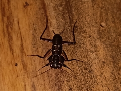 Metallyticus violaceus