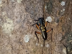 Metallyticus violaceus