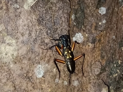 Metallyticus violaceus