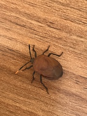 Coridius