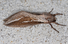 Abantiades labyrinthicus