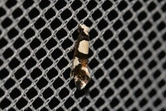 Monopis icterogastra