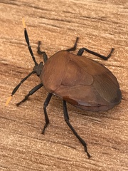 Coridius