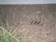 Thamnophis elegans elegans