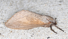 Abantiades labyrinthicus