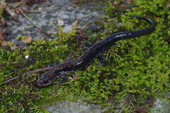 Plethodon ouachitae