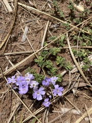 Glandularia microphylla