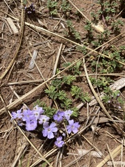 Glandularia microphylla