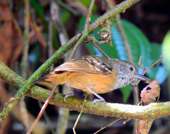 Epinecrophylla fulviventris