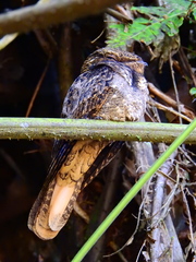 Antrostomus carolinensis