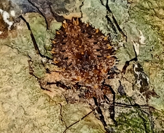 Centrocnemis