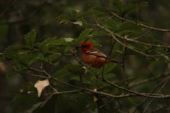 Piranga bidentata