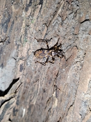 Acanthaspis signifera