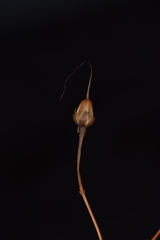 Ipomoea quamoclit