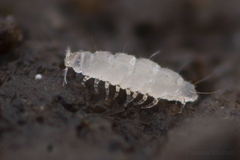 Pauropoda