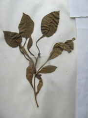 Pulmonaria saccharata