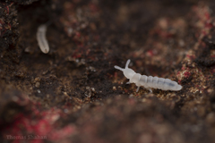 Onychiurinae