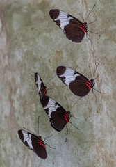 Heliconius sapho