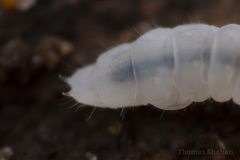 Onychiurinae