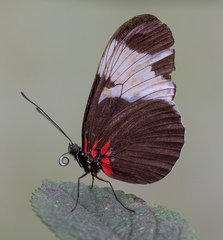 Heliconius sapho