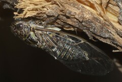 Physeema labyrinthica