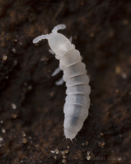Onychiurinae