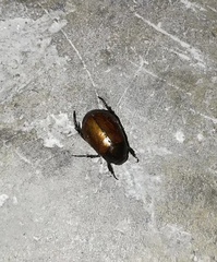 Anomala obsoleta