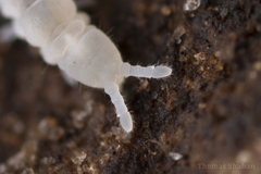 Onychiurinae