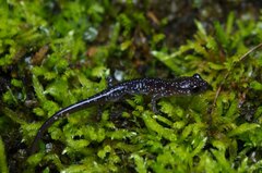 Plethodon albagula