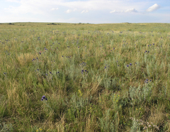 Echinops ritro ruthenicus