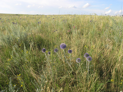 Echinops ritro ruthenicus