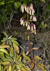 Kalanchoe pinnata