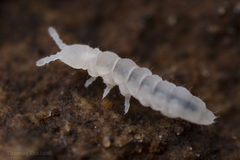 Onychiurinae