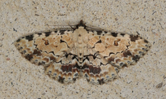 Sandava scitisignata