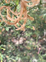 Acacia aspera