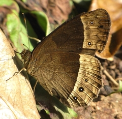 Mycalesis sudra