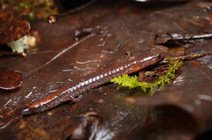 Plethodon angusticlavius