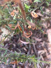 Acacia aspera